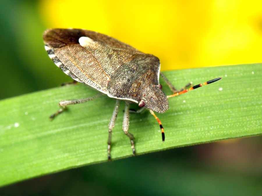 Peribalus strictus vernalis (Wolff, 1804)